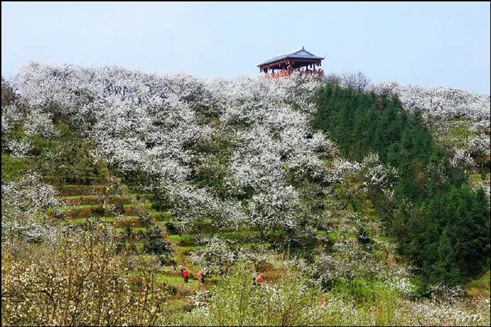 【春天，广西桂林灌阳县向您发出邀请！】我们在灌阳看梨花 - 游山玩水 - 果洛生活社区 - 果洛28生活网 guoluo.28life.net