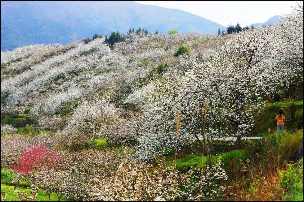 【春天，广西桂林灌阳县向您发出邀请！】我们在灌阳看梨花 - 游山玩水 - 果洛生活社区 - 果洛28生活网 guoluo.28life.net