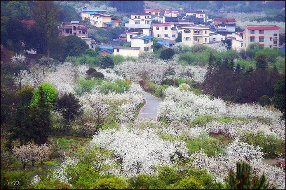 【春天，广西桂林灌阳县向您发出邀请！】我们在灌阳看梨花 - 游山玩水 - 果洛生活社区 - 果洛28生活网 guoluo.28life.net