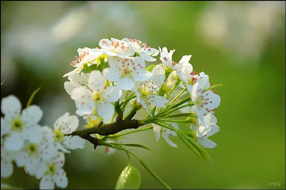 【春天，广西桂林灌阳县向您发出邀请！】我们在灌阳看梨花 - 游山玩水 - 果洛生活社区 - 果洛28生活网 guoluo.28life.net