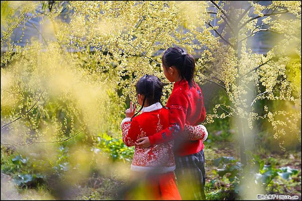 【春天，广西桂林灌阳县向您发出邀请！】米珠山前有片山苍子花在飘香 - 游山玩水 - 果洛生活社区 - 果洛28生活网 guoluo.28life.net