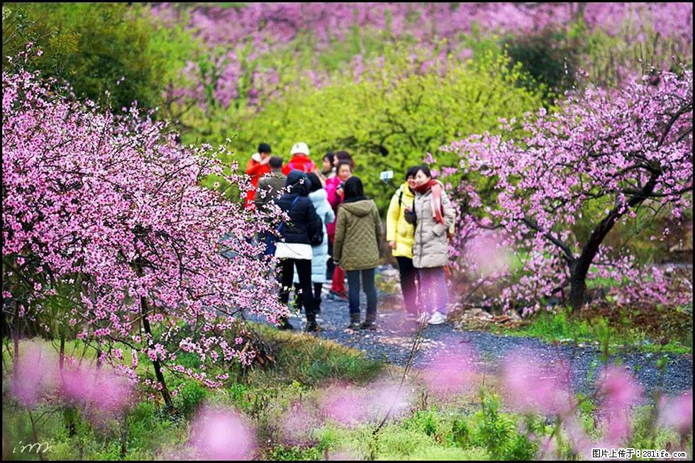【春天，广西桂林灌阳县向您发出邀请！】官庄村有个醉美的桃花园 - 游山玩水 - 果洛生活社区 - 果洛28生活网 guoluo.28life.net