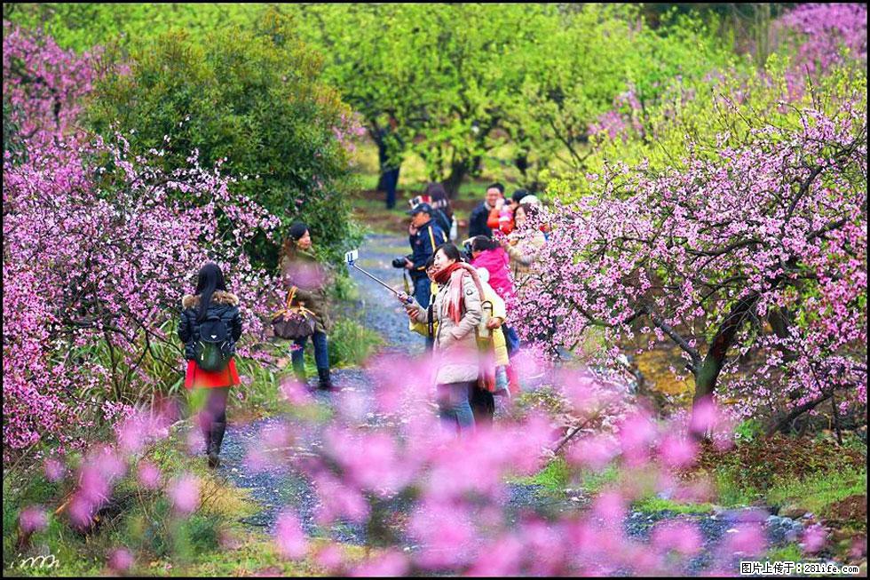 【春天，广西桂林灌阳县向您发出邀请！】官庄村有个醉美的桃花园 - 游山玩水 - 果洛生活社区 - 果洛28生活网 guoluo.28life.net