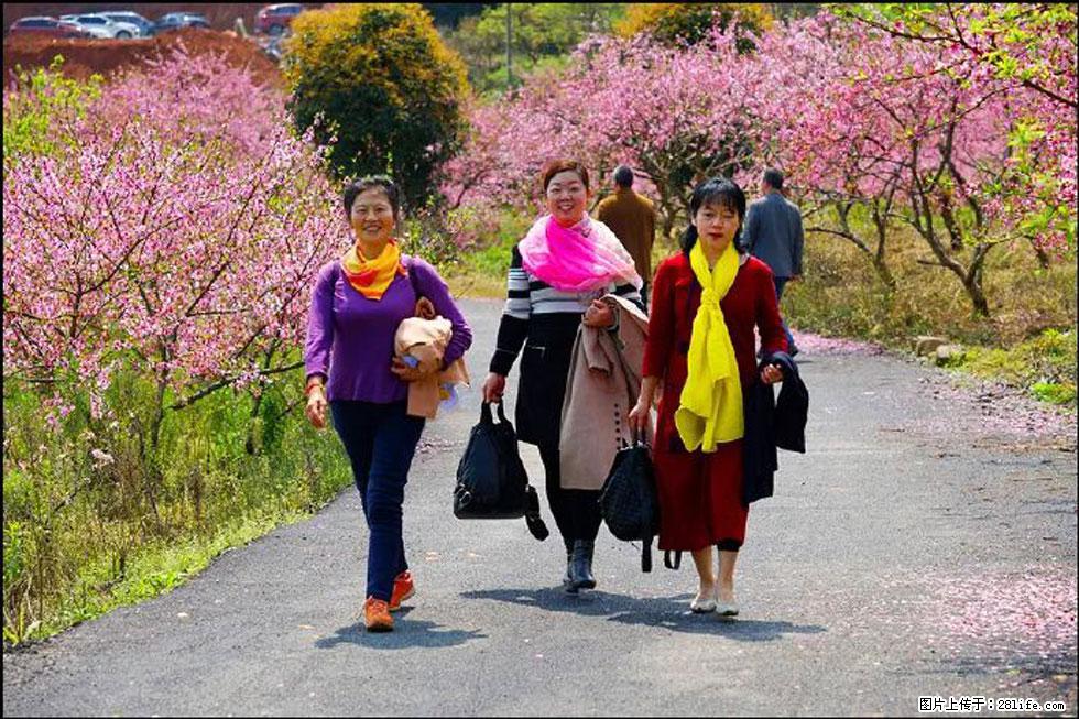 【春天，广西桂林灌阳县向您发出邀请！】官庄村有个醉美的桃花园 - 游山玩水 - 果洛生活社区 - 果洛28生活网 guoluo.28life.net