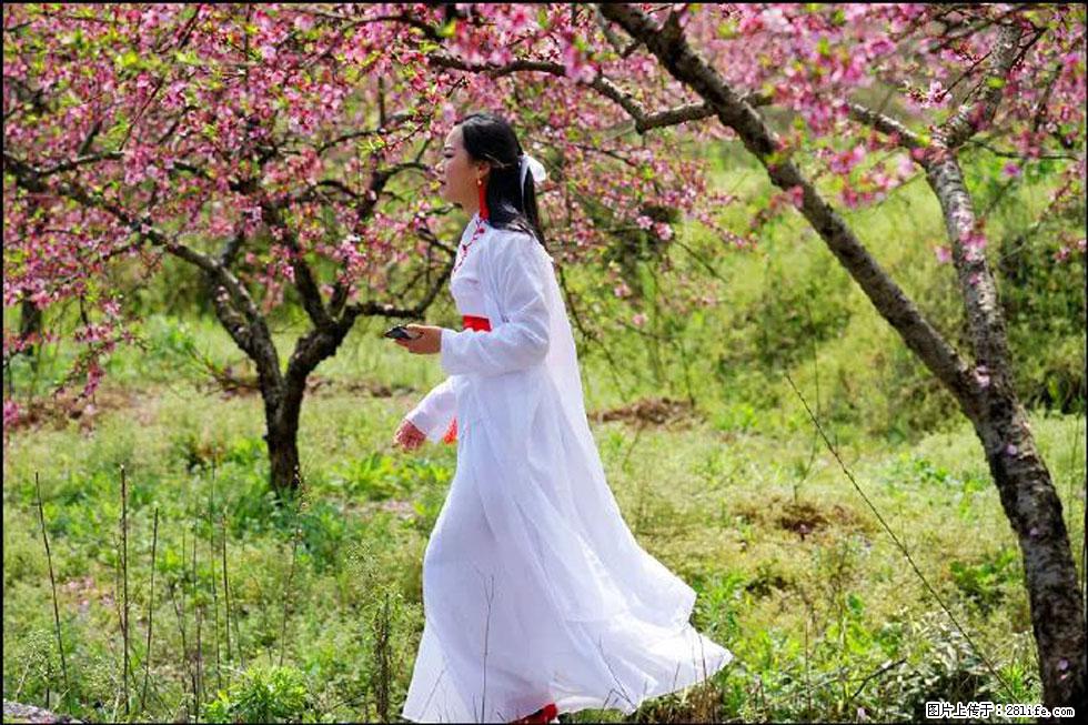 【春天，广西桂林灌阳县向您发出邀请！】官庄村有个醉美的桃花园 - 游山玩水 - 果洛生活社区 - 果洛28生活网 guoluo.28life.net