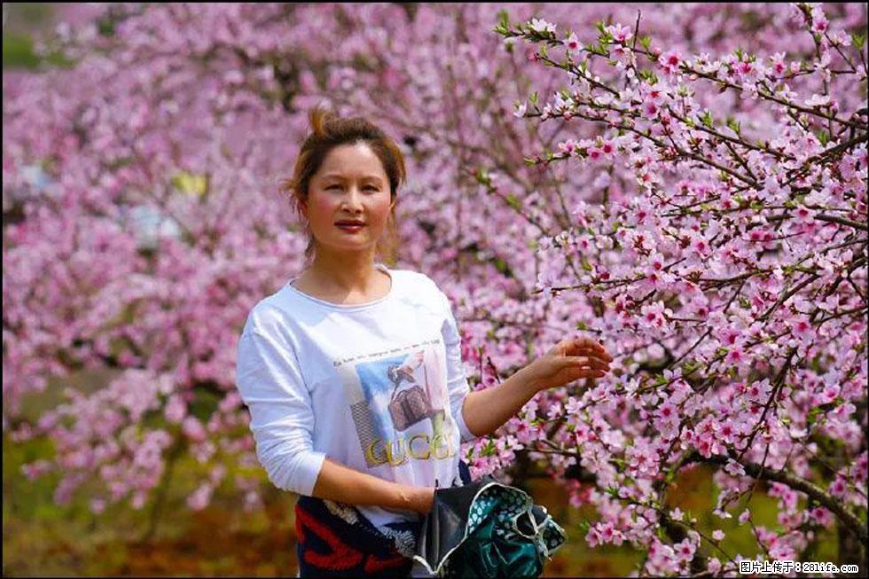 【春天，广西桂林灌阳县向您发出邀请！】官庄村有个醉美的桃花园 - 游山玩水 - 果洛生活社区 - 果洛28生活网 guoluo.28life.net