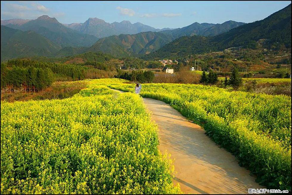 【春天，广西桂林灌阳县向您发出邀请！】长坪村油菜盛情花开 - 游山玩水 - 果洛生活社区 - 果洛28生活网 guoluo.28life.net
