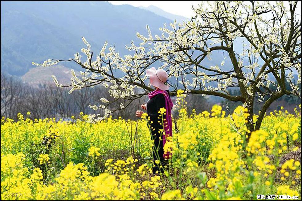 【春天，广西桂林灌阳县向您发出邀请！】长坪村油菜盛情花开 - 游山玩水 - 果洛生活社区 - 果洛28生活网 guoluo.28life.net