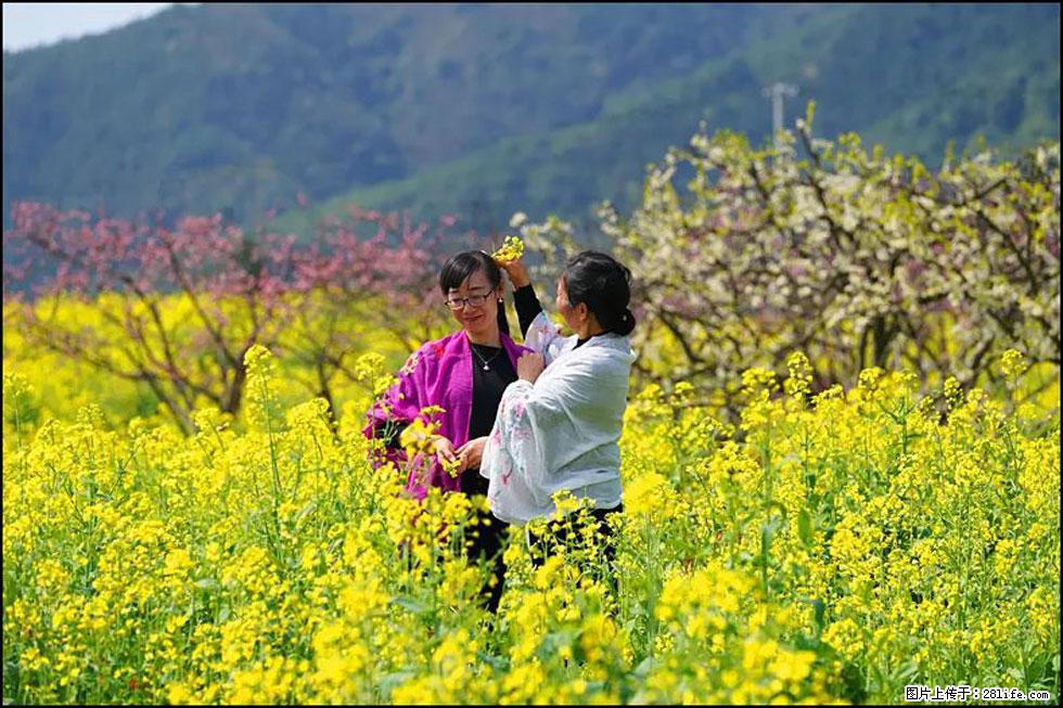 【春天，广西桂林灌阳县向您发出邀请！】长坪村油菜盛情花开 - 游山玩水 - 果洛生活社区 - 果洛28生活网 guoluo.28life.net