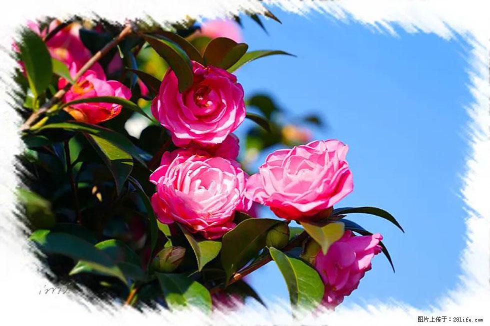 【春天，广西桂林灌阳县向您发出邀请！】杨柳井茶花惹人爱 - 游山玩水 - 果洛生活社区 - 果洛28生活网 guoluo.28life.net