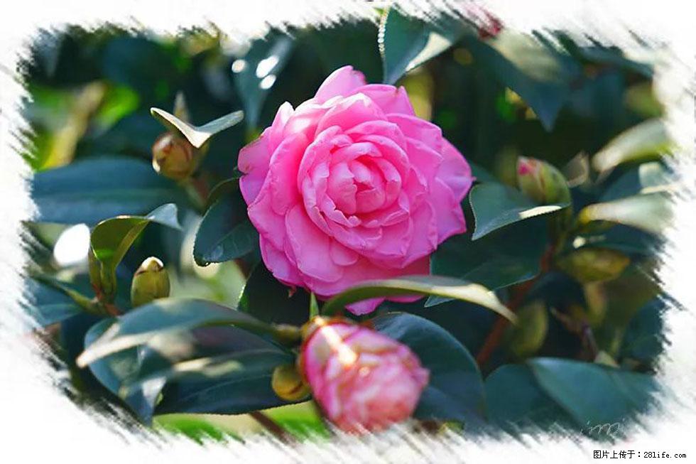 【春天，广西桂林灌阳县向您发出邀请！】杨柳井茶花惹人爱 - 游山玩水 - 果洛生活社区 - 果洛28生活网 guoluo.28life.net