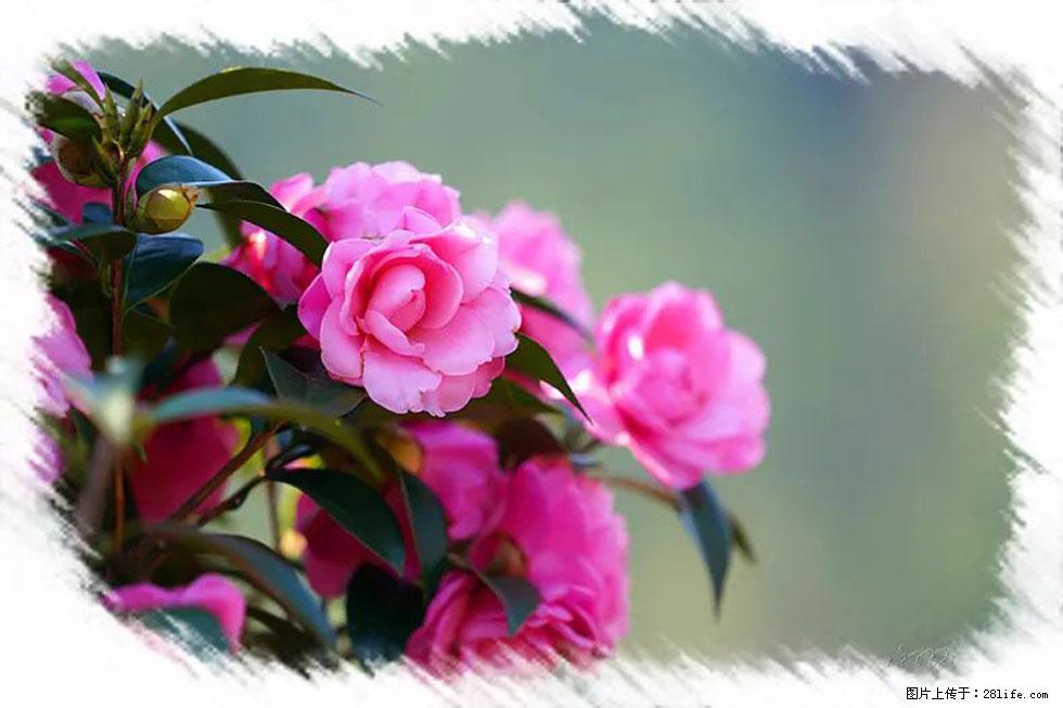 【春天，广西桂林灌阳县向您发出邀请！】杨柳井茶花惹人爱 - 游山玩水 - 果洛生活社区 - 果洛28生活网 guoluo.28life.net