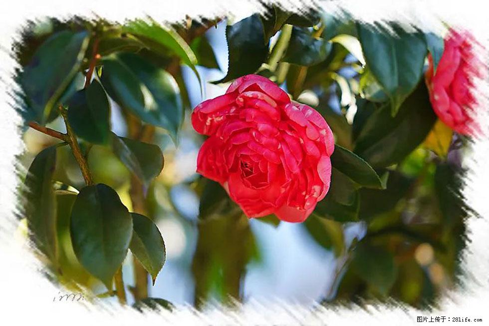 【春天，广西桂林灌阳县向您发出邀请！】杨柳井茶花惹人爱 - 游山玩水 - 果洛生活社区 - 果洛28生活网 guoluo.28life.net