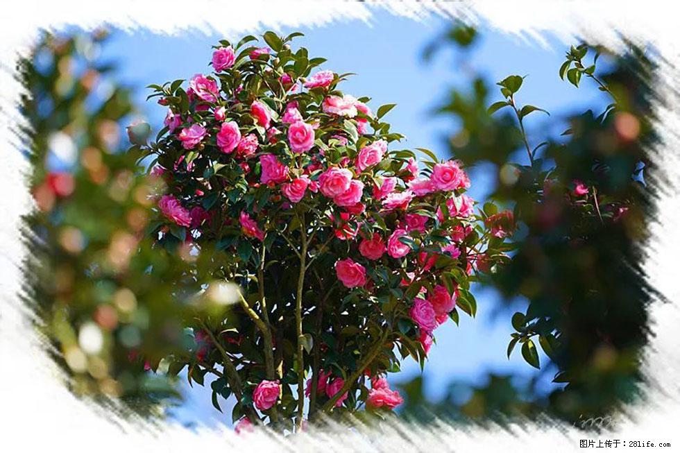 【春天，广西桂林灌阳县向您发出邀请！】杨柳井茶花惹人爱 - 游山玩水 - 果洛生活社区 - 果洛28生活网 guoluo.28life.net