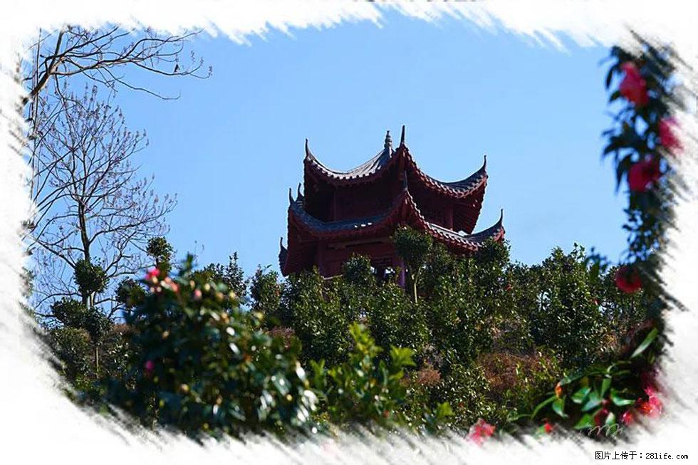 【春天，广西桂林灌阳县向您发出邀请！】杨柳井茶花惹人爱 - 游山玩水 - 果洛生活社区 - 果洛28生活网 guoluo.28life.net
