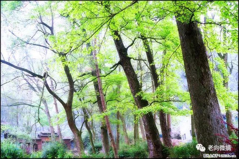 【春天，广西桂林灌阳县向您发出邀请！】在小龙村与春天约会 - 游山玩水 - 果洛生活社区 - 果洛28生活网 guoluo.28life.net