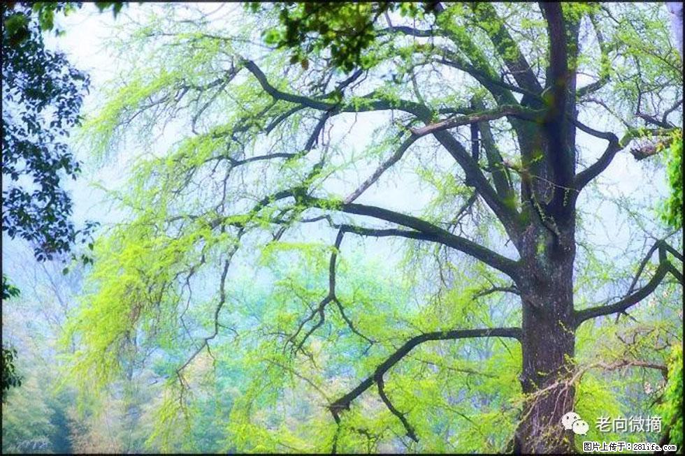 【春天，广西桂林灌阳县向您发出邀请！】在小龙村与春天约会 - 游山玩水 - 果洛生活社区 - 果洛28生活网 guoluo.28life.net
