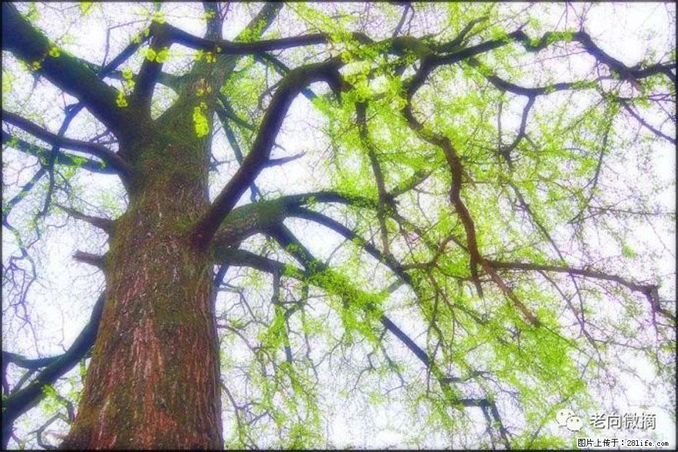 【春天，广西桂林灌阳县向您发出邀请！】在小龙村与春天约会 - 游山玩水 - 果洛生活社区 - 果洛28生活网 guoluo.28life.net