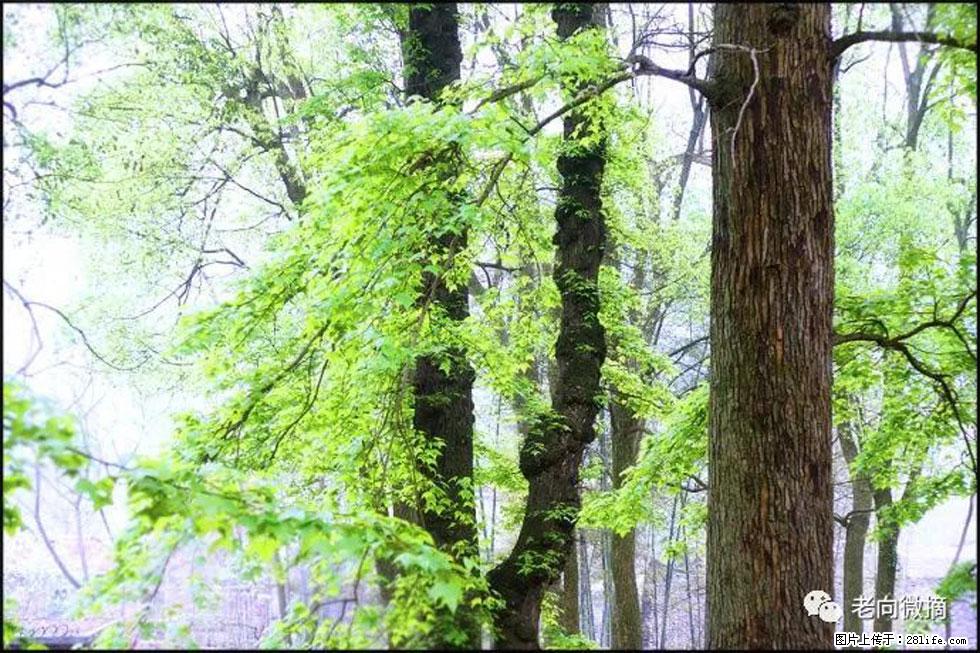 【春天，广西桂林灌阳县向您发出邀请！】在小龙村与春天约会 - 游山玩水 - 果洛生活社区 - 果洛28生活网 guoluo.28life.net