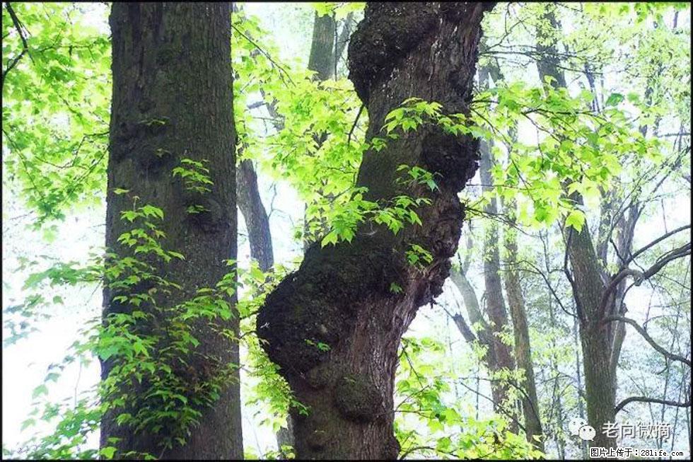 【春天，广西桂林灌阳县向您发出邀请！】在小龙村与春天约会 - 游山玩水 - 果洛生活社区 - 果洛28生活网 guoluo.28life.net