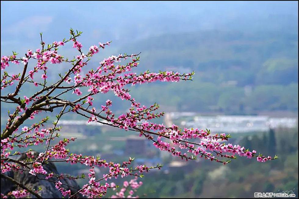 【春天，广西桂林灌阳县向您发出邀请！】望月岭上桃花开 - 游山玩水 - 果洛生活社区 - 果洛28生活网 guoluo.28life.net