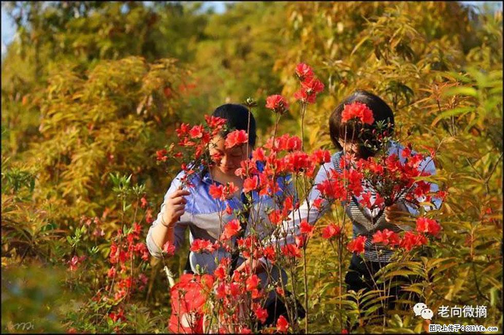 【春天，广西桂林灌阳县向您发出邀请！】登麒麟山，相约映山红 - 游山玩水 - 果洛生活社区 - 果洛28生活网 guoluo.28life.net