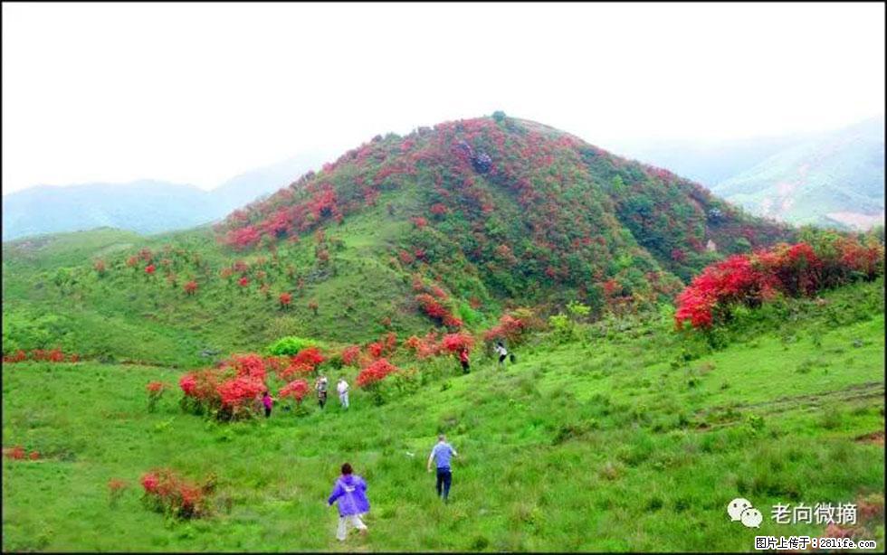 【春天，广西桂林灌阳县向您发出邀请！】宝盖山上映山红 - 游山玩水 - 果洛生活社区 - 果洛28生活网 guoluo.28life.net