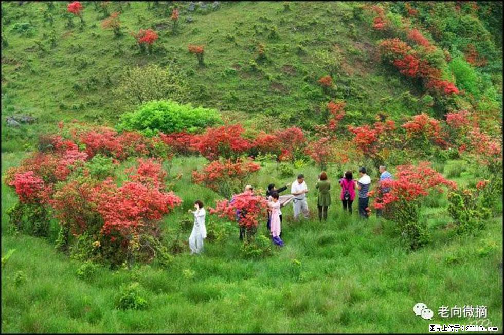 【春天，广西桂林灌阳县向您发出邀请！】宝盖山上映山红 - 游山玩水 - 果洛生活社区 - 果洛28生活网 guoluo.28life.net
