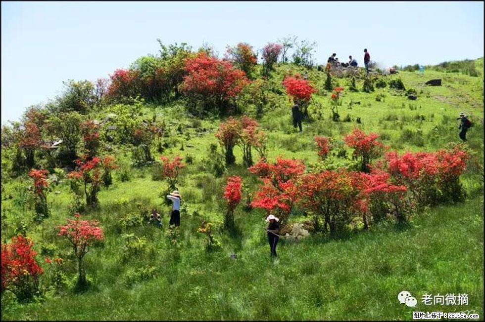 【春天，广西桂林灌阳县向您发出邀请！】宝盖山上映山红 - 游山玩水 - 果洛生活社区 - 果洛28生活网 guoluo.28life.net