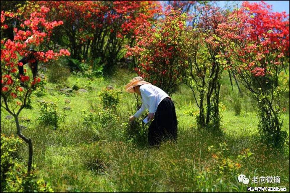 【春天，广西桂林灌阳县向您发出邀请！】宝盖山上映山红 - 游山玩水 - 果洛生活社区 - 果洛28生活网 guoluo.28life.net