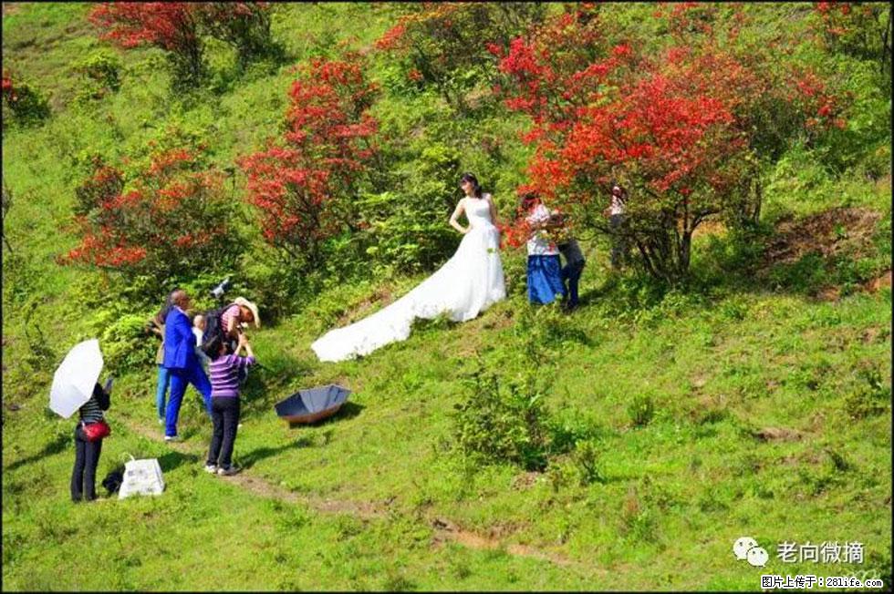 【春天，广西桂林灌阳县向您发出邀请！】宝盖山上映山红 - 游山玩水 - 果洛生活社区 - 果洛28生活网 guoluo.28life.net