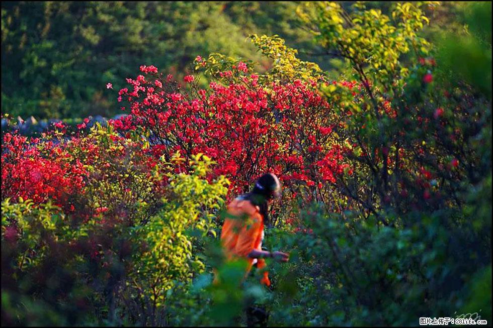 【春天，广西桂林灌阳县向您发出邀请！】春木界上映山红 - 游山玩水 - 果洛生活社区 - 果洛28生活网 guoluo.28life.net
