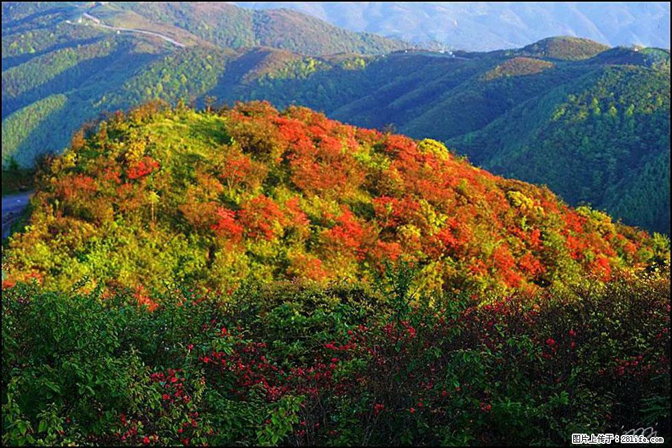 【春天，广西桂林灌阳县向您发出邀请！】春木界上映山红 - 游山玩水 - 果洛生活社区 - 果洛28生活网 guoluo.28life.net