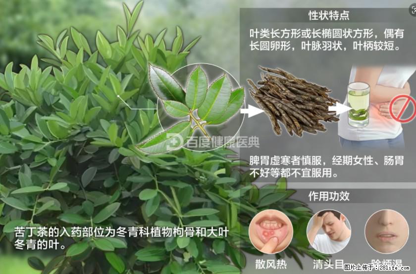 苦丁茶有哪些功效和作用 - 生活百科 - 果洛生活社区 - 果洛28生活网 guoluo.28life.net
