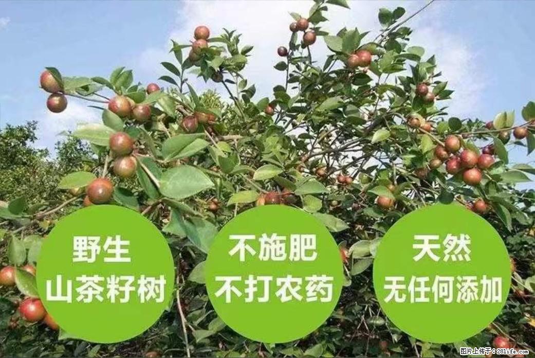 【灌阳县油茶产业示范区】一个有着充实的精神生活的人，对待身外之物自会有一种淡泊的态度 - 美食天地 - 果洛生活社区 - 果洛28生活网 guoluo.28life.net