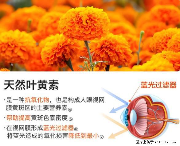 叶黄素有什么功效和作用 - 生活百科 - 果洛生活社区 - 果洛28生活网 guoluo.28life.net