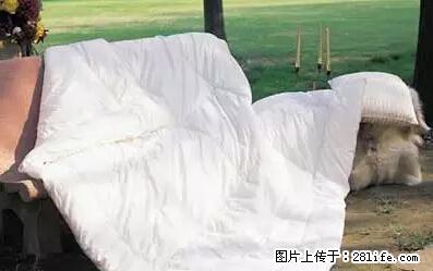被子有异味？只要这样做，比晒太阳还强100倍！ - 家居生活 - 果洛生活社区 - 果洛28生活网 guoluo.28life.net