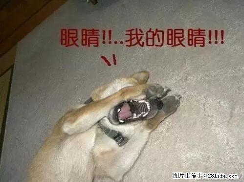 笑癫了!一女的怀孕三年未生,他终于忍不住了... - 娱乐八卦 - 果洛生活社区 - 果洛28生活网 guoluo.28life.net