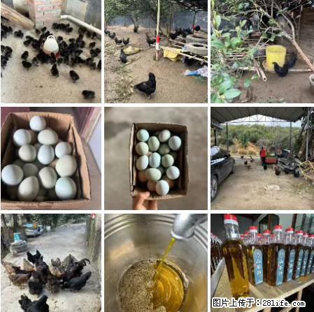油茶园从小鸡仔开始养起的纯土鸡、土鸡蛋可以预定啦！还有前几天刚榨的纯山茶油哦 - 土特产 - 饮食特产 - 果洛分类信息 - 果洛28生活网 guoluo.28life.net