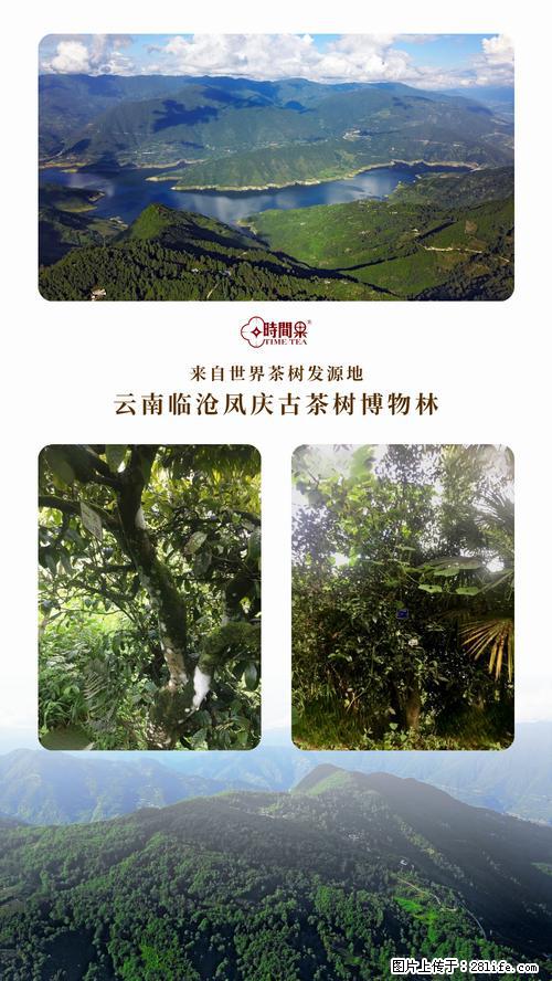 时间果百年古树2025年春红茶 - 购物交流 - 果洛生活社区 - 果洛28生活网 guoluo.28life.net