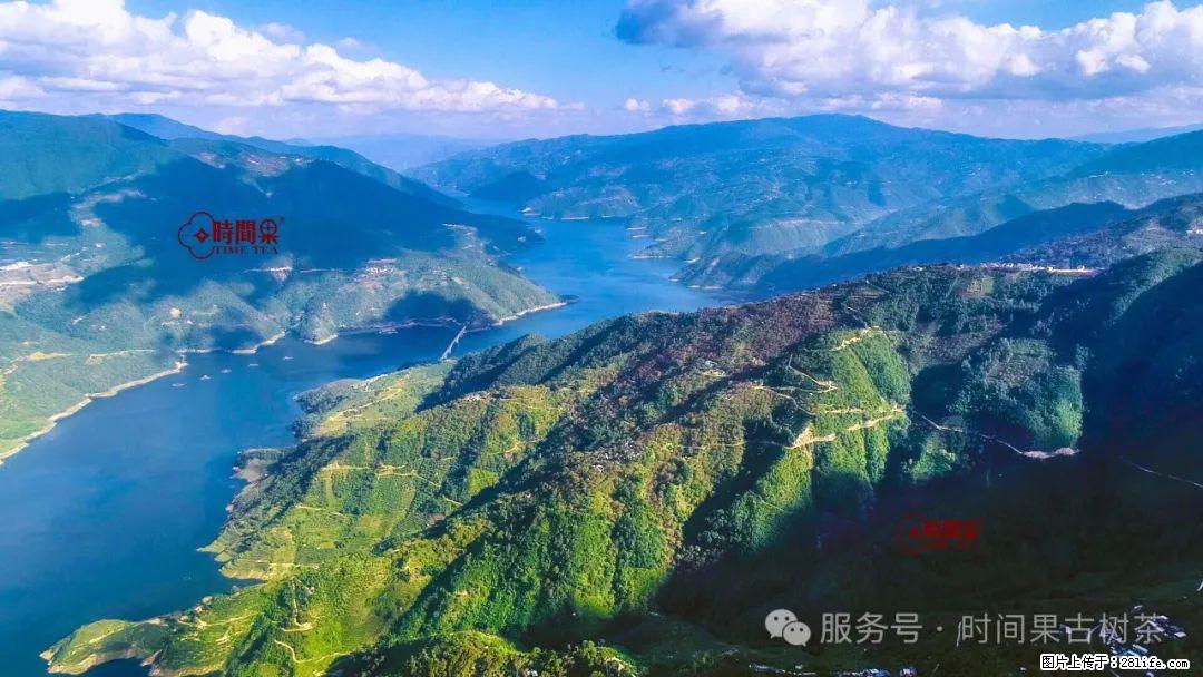 时间果百年古树龙珠普洱生茶 - 购物交流 - 果洛生活社区 - 果洛28生活网 guoluo.28life.net