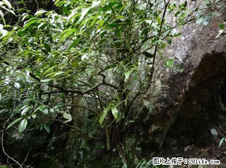 平乐石崖茶，珍贵仅次于金花茶 - 果洛生活资讯 - 果洛28生活网 guoluo.28life.net