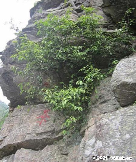 平乐石崖茶，珍贵仅次于金花茶 - 果洛生活资讯 - 果洛28生活网 guoluo.28life.net