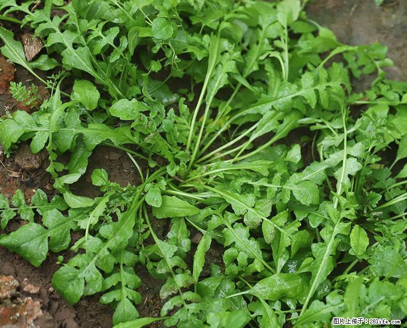 这些蔬菜是“天然钙片”，这6种被医生重点推荐 - 果洛生活资讯 - 果洛28生活网 guoluo.28life.net
