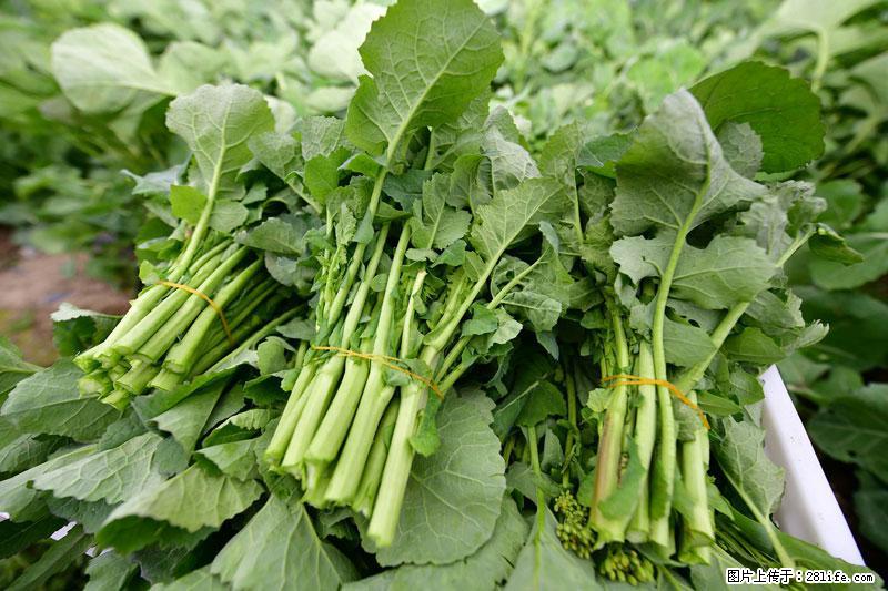 这些蔬菜是“天然钙片”，这6种被医生重点推荐 - 果洛生活资讯 - 果洛28生活网 guoluo.28life.net